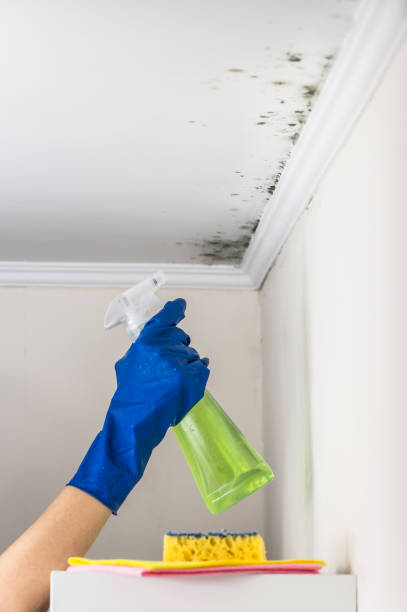 Best Basement Mold Remediation in Ayden, NC